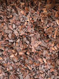 Mousse & la Chocolaterie 🍫