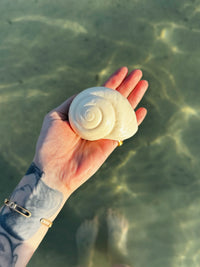 Escargot qui Mousse 🐌