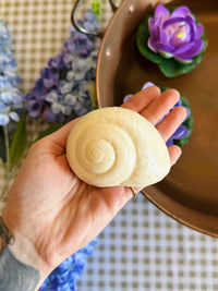 Escargot qui Mousse 🐌