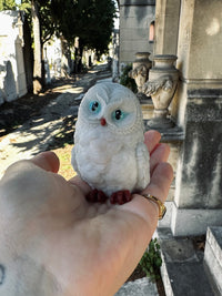 Chouette qui mousse 🦉