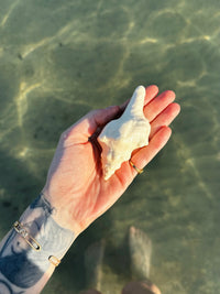 Bernard l’hermite qui Mousse 🐚