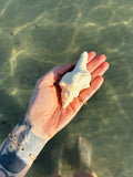 Bernard l’hermite qui Mousse 🐚