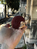 Hérisson qui mousse 🦔