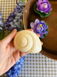 Escargot qui Mousse 🐌
